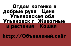 Отдам котенка в добрые руки › Цена ­ 1 - Ульяновская обл., Ульяновск г. Животные и растения » Кошки   
